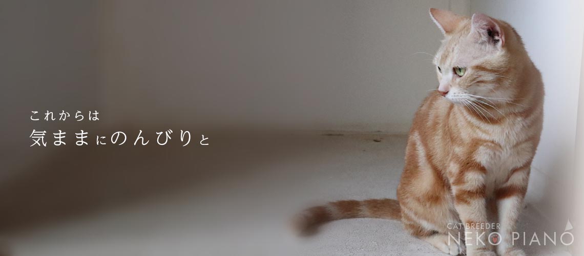 猫ブリーダーネコピアノを卒業したラグドールたち
