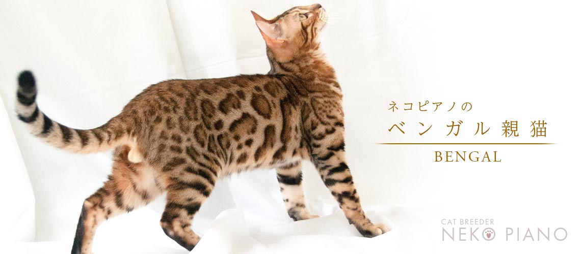ネコピアノのベンガル