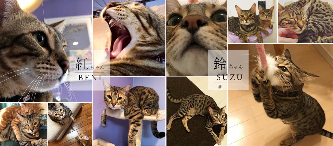 ネコピアノのベンガル