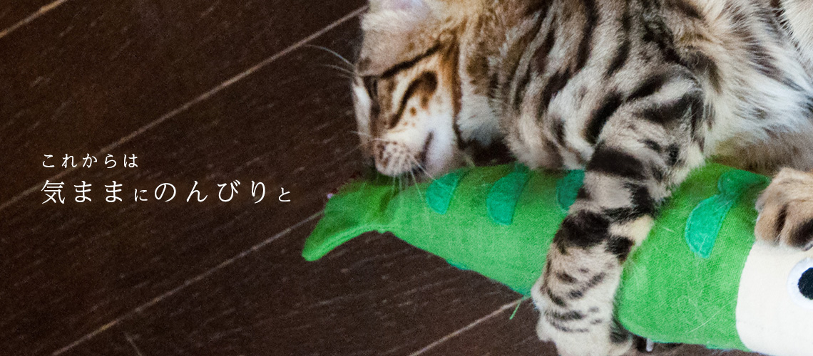 猫ブリーダーネコピアノを卒業したベンガルたち