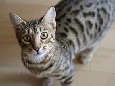 猫ブリーダーネコピアノを卒業したベンガル