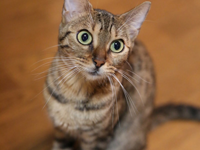 猫ブリーダーネコピアノを卒業したベンガル