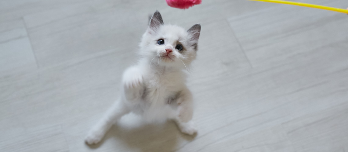 ラグドール子猫の様子