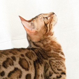 子猫販売