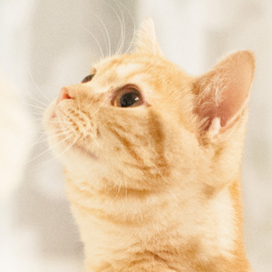 猫ブリーダーのアメショ