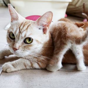 優良ブリーダーの飼育環境