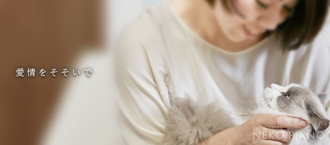猫ブリーダーネコピアノの子猫販売