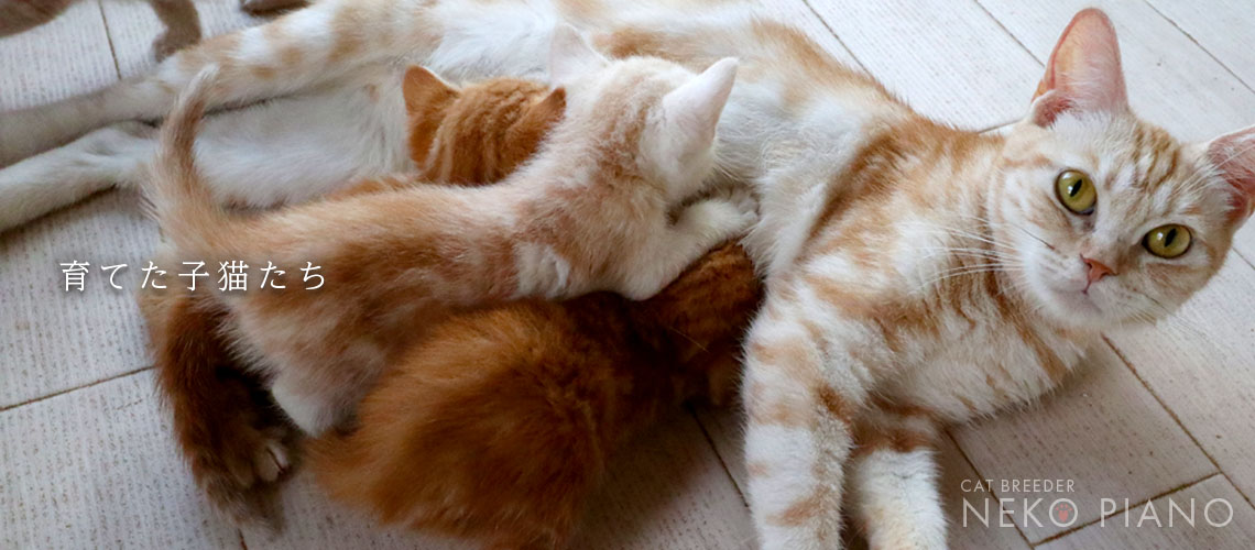 猫ブリーダーネコピアノの子猫ご予約