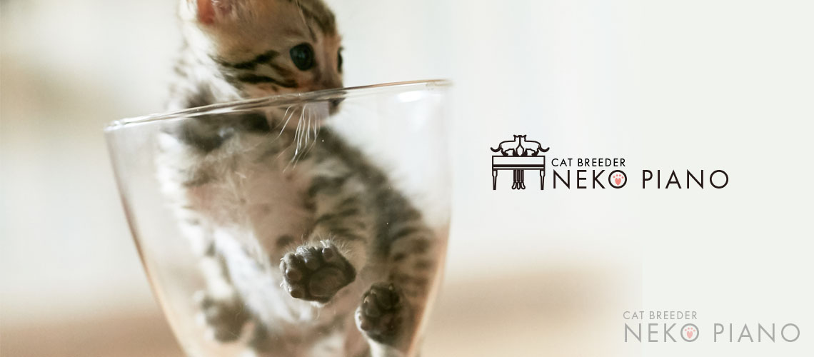 猫ブリーダーネコピアノの活動