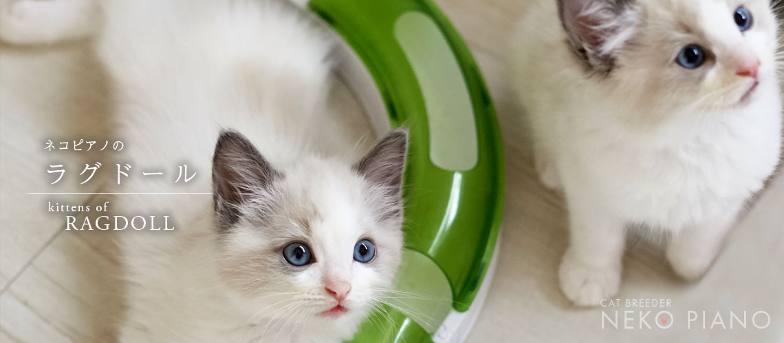 猫ブリーダーネコピアノのラグドール子猫