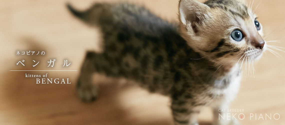 猫ブリーダーネコピアノのベンガル子猫