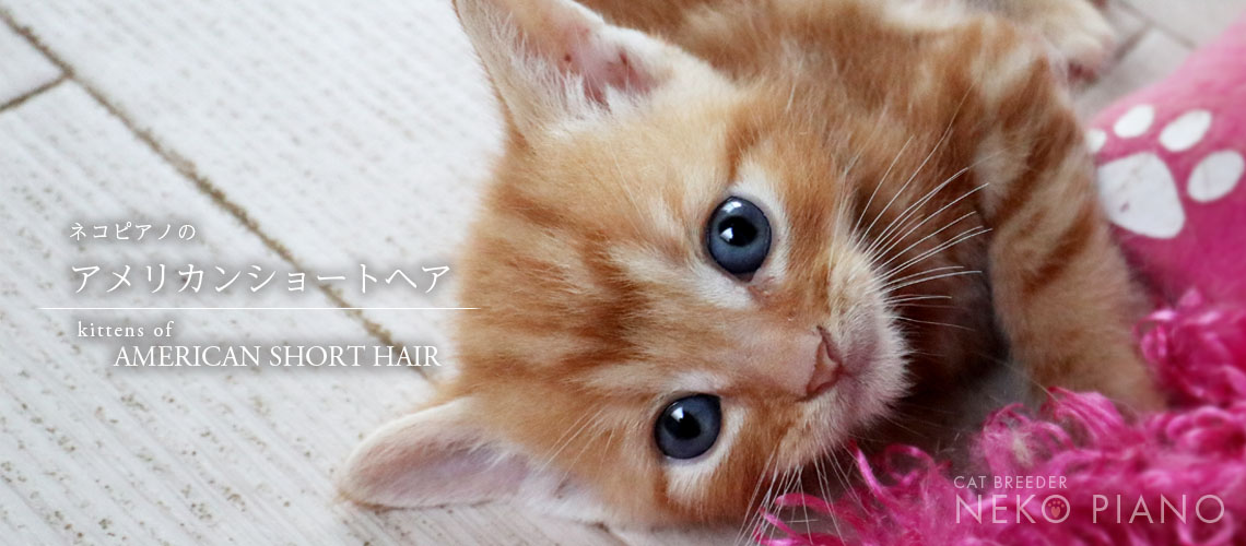 猫ブリーダーネコピアノのアメショー子猫