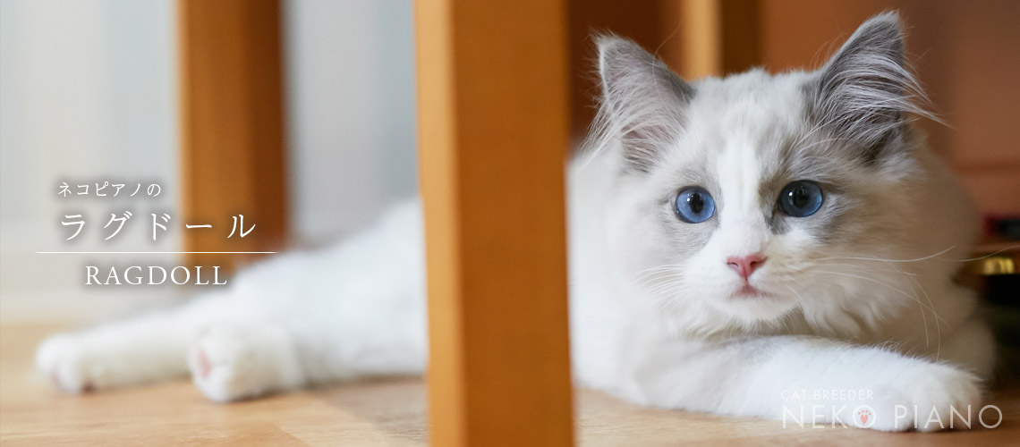 猫ブリーダーネコピアノのラグドール