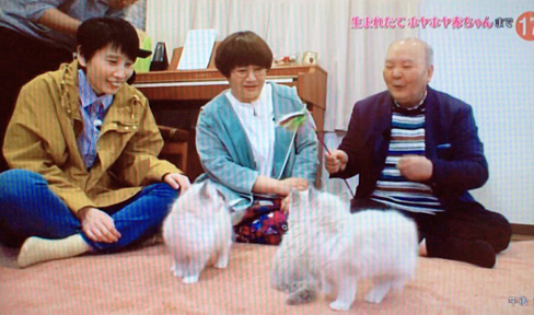 猫ブリーダー 高橋英美 ネコピアノ