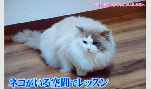 猫ブリーダー 高橋英美 ネコピアノ