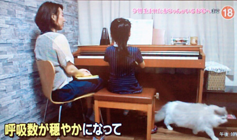猫ブリーダー 高橋英美 ネコピアノ