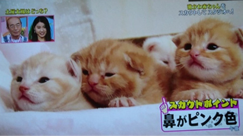 猫ブリーダー 高橋英美 ネコピアノ