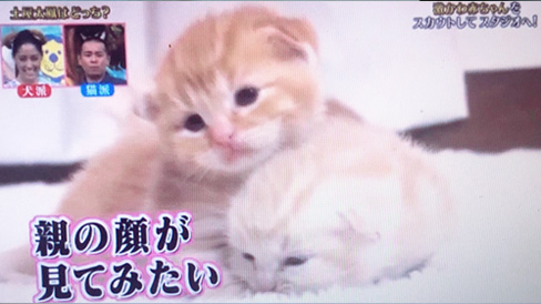 猫ブリーダー 高橋英美 ネコピアノ