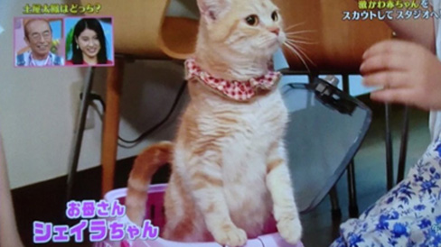 猫ブリーダー 高橋英美 ネコピアノ
