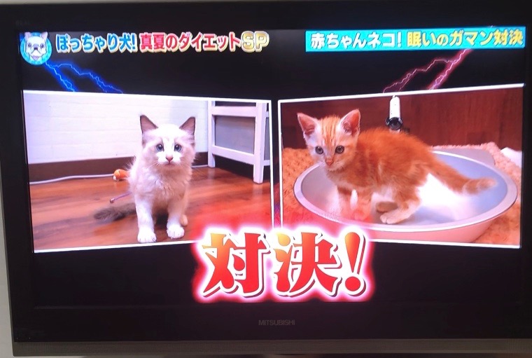 猫ブリーダー　高橋英美　ネコピアノ