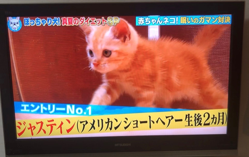 猫ブリーダー　高橋英美　ネコピアノ