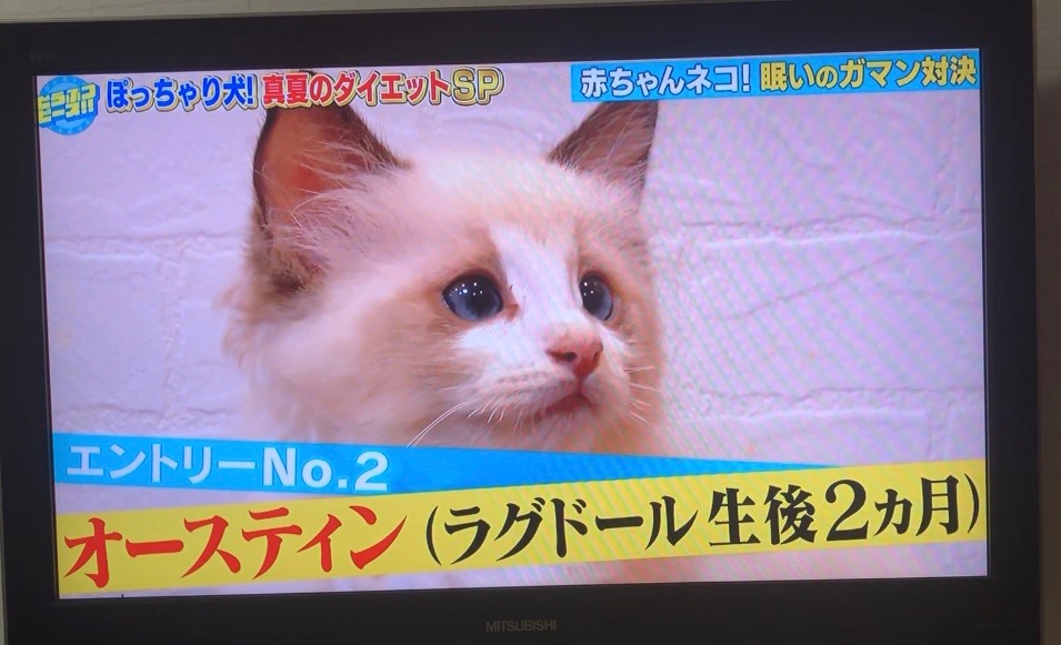 猫ブリーダー　高橋英美　ネコピアノ