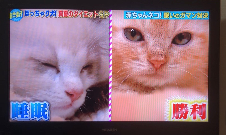 猫ブリーダー　高橋英美　ネコピアノ