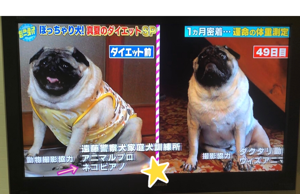 猫ブリーダー　高橋英美　ネコピアノ