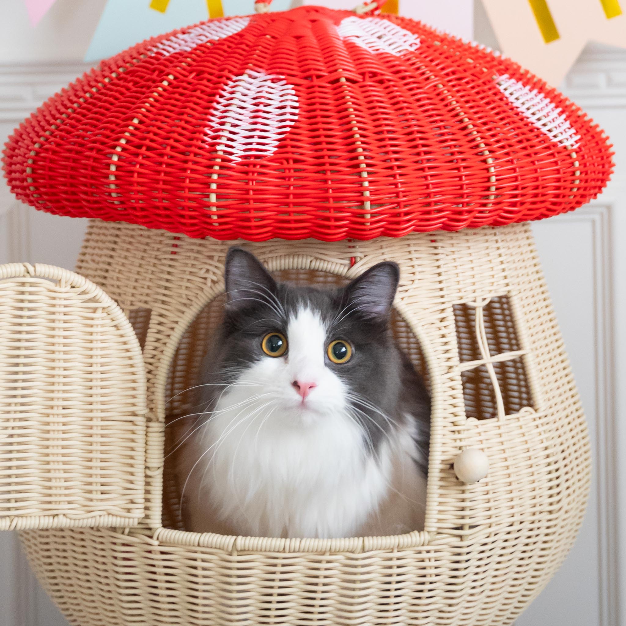 キャットカメラマン　高橋英美　ネコピアノ