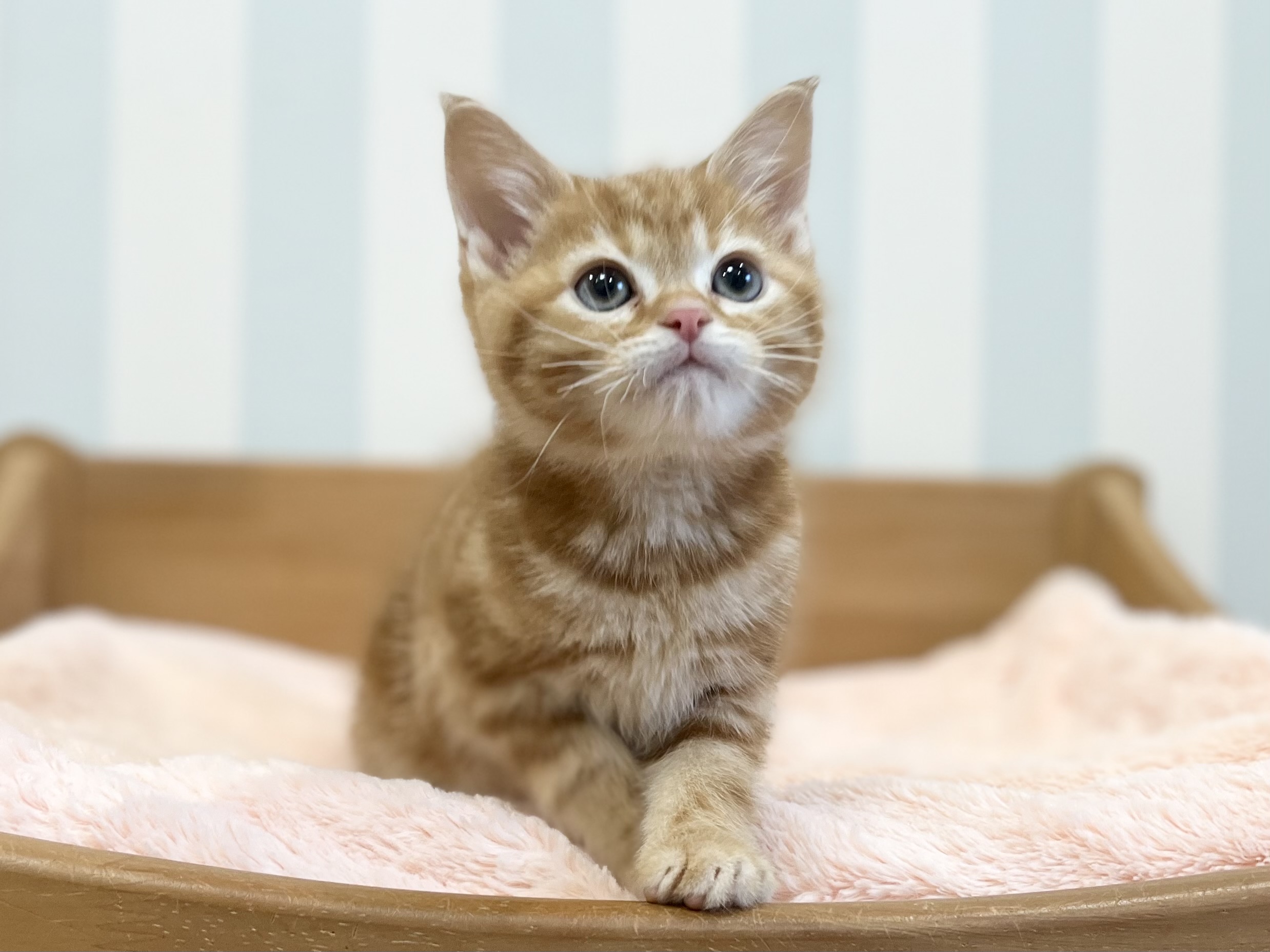アメリカンショートヘア子猫