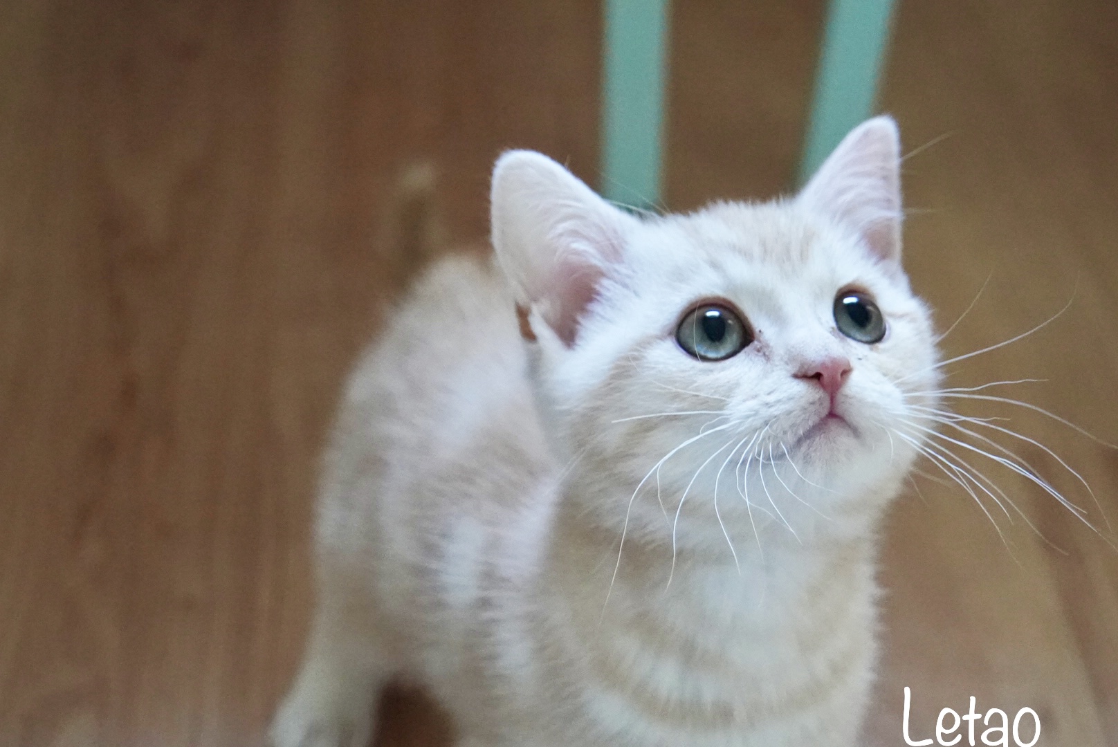 アメリカンショートヘア子猫