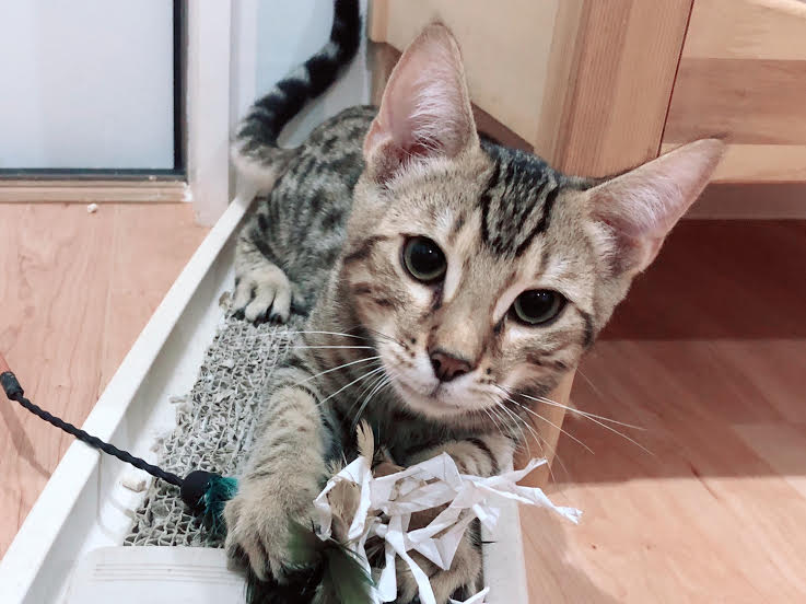 ベンガルの子猫