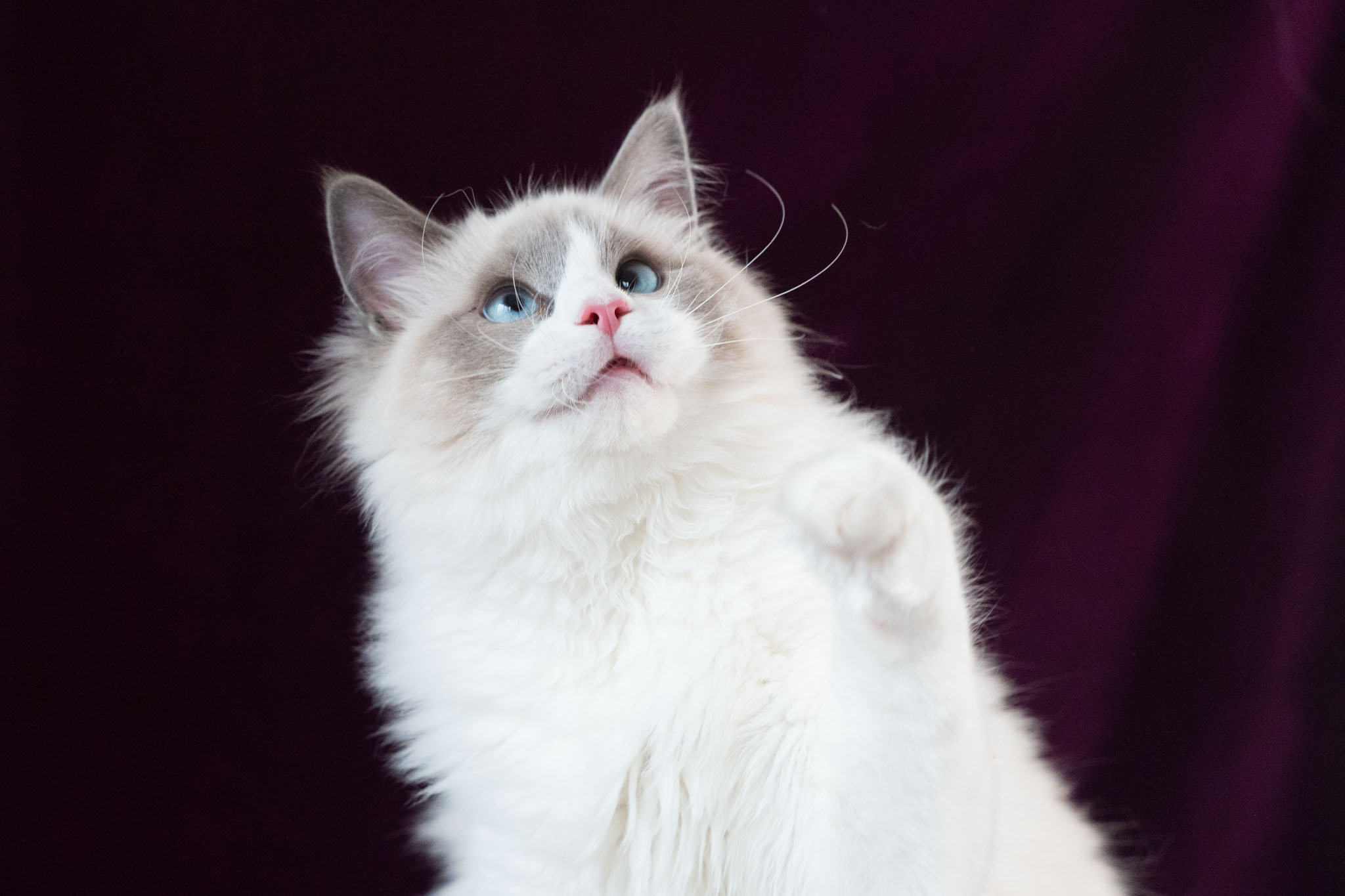 猫ブリーダーネコピアノのラグドール子猫