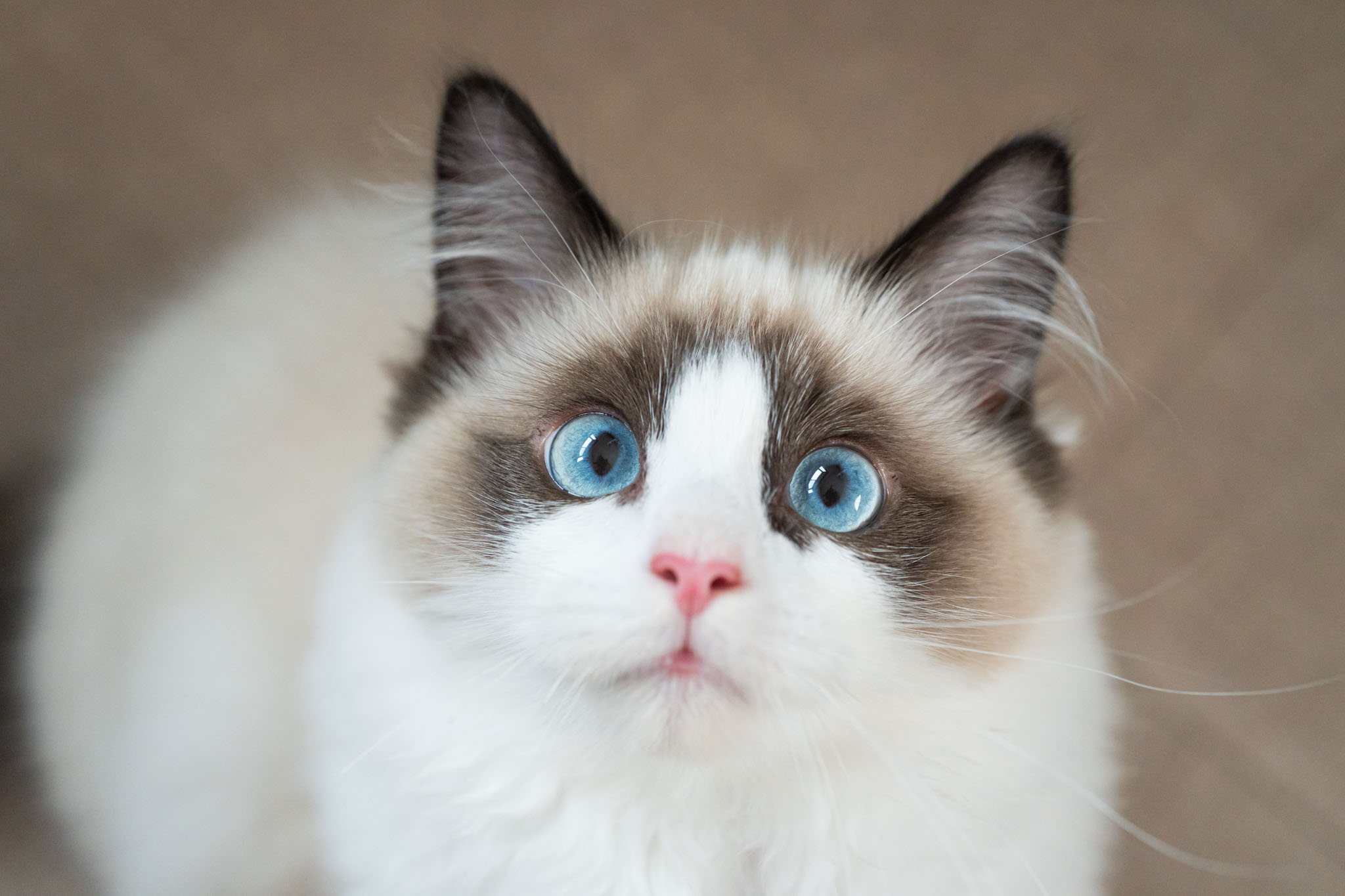 猫ブリーダーネコピアノのラグドール子猫