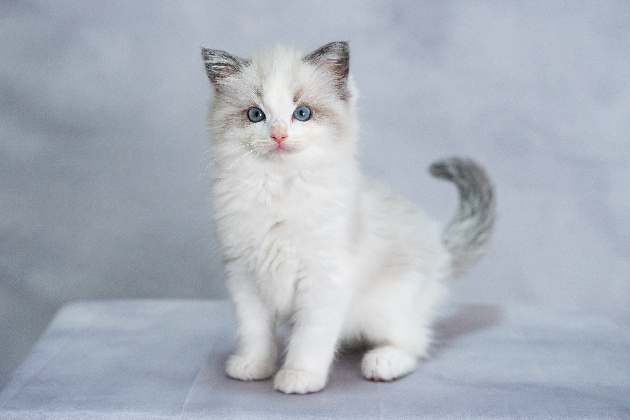 猫ブリーダーネコピアノのラグドール子猫