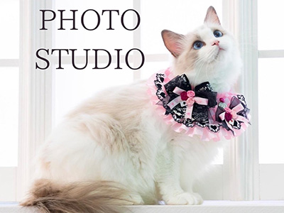 猫専門フォトスタジオネコピアノ