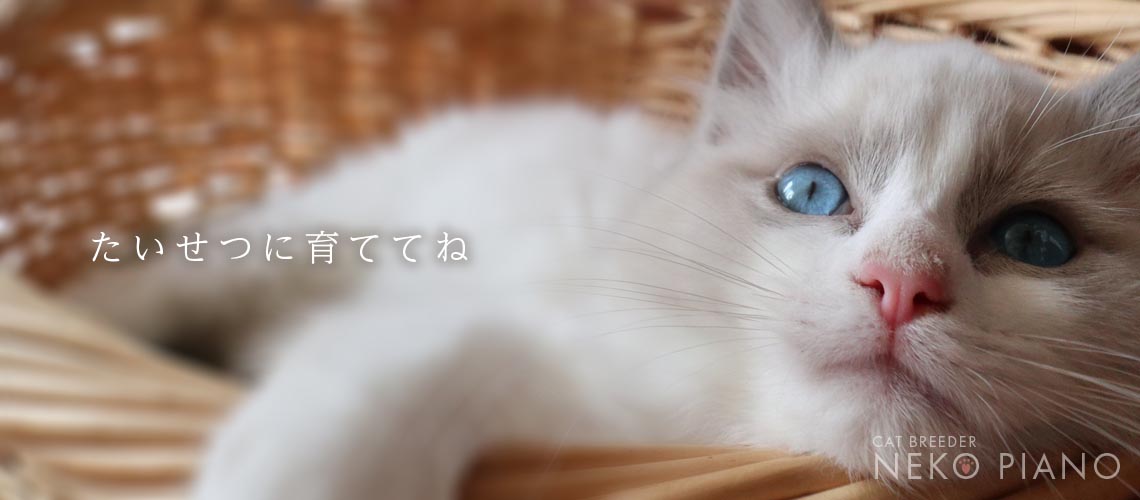 猫の飼い方