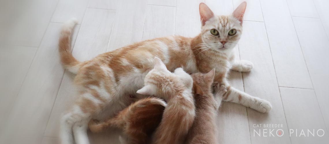 子猫販売譲渡条件
