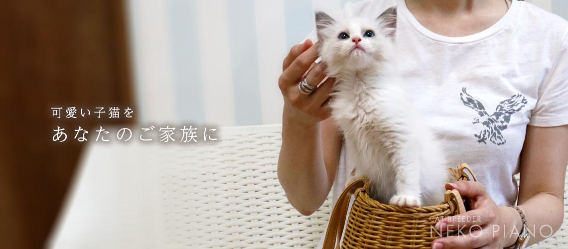 子猫購入のながれ