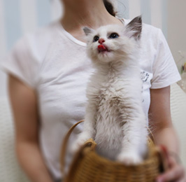 ネコピアノの子猫販売