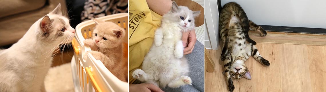 子猫の販売