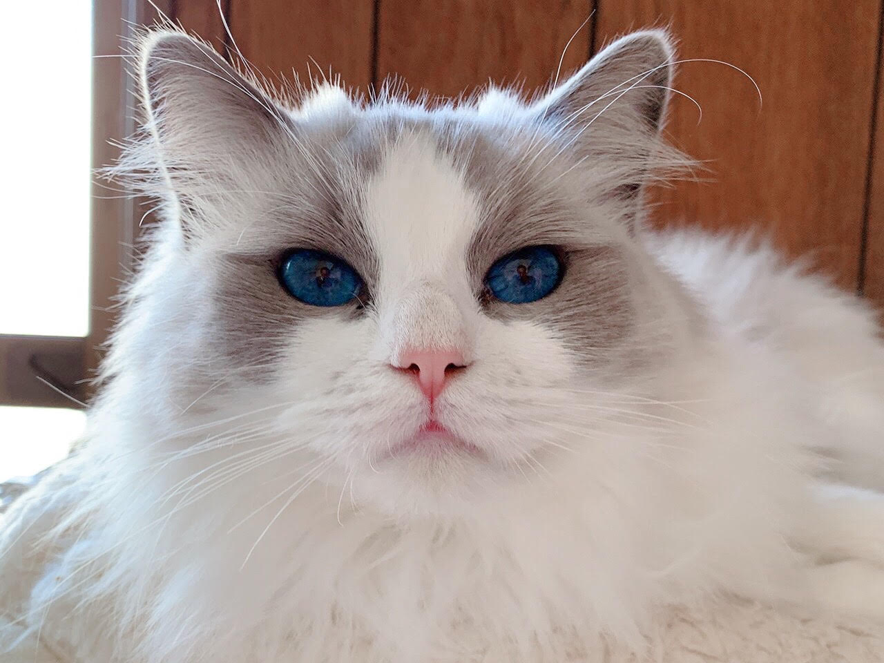 猫ブリーダー（ネコピアノ）ママ猫アントワネット
