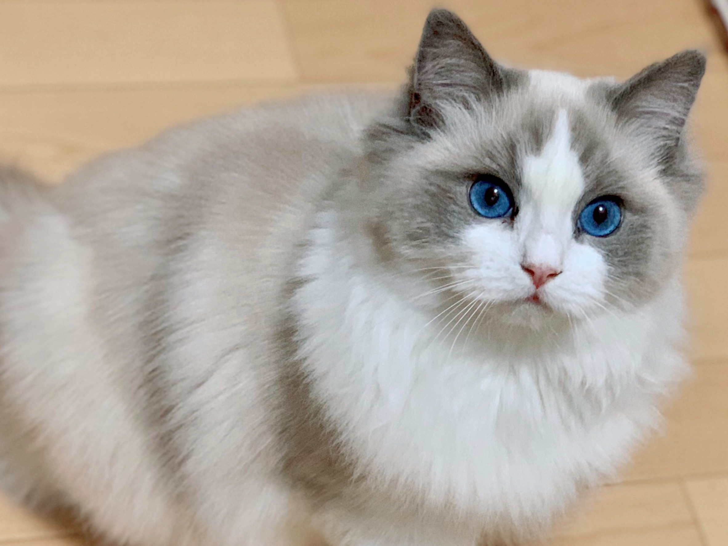 猫ブリーダー（ネコピアノ）ママ猫マリア