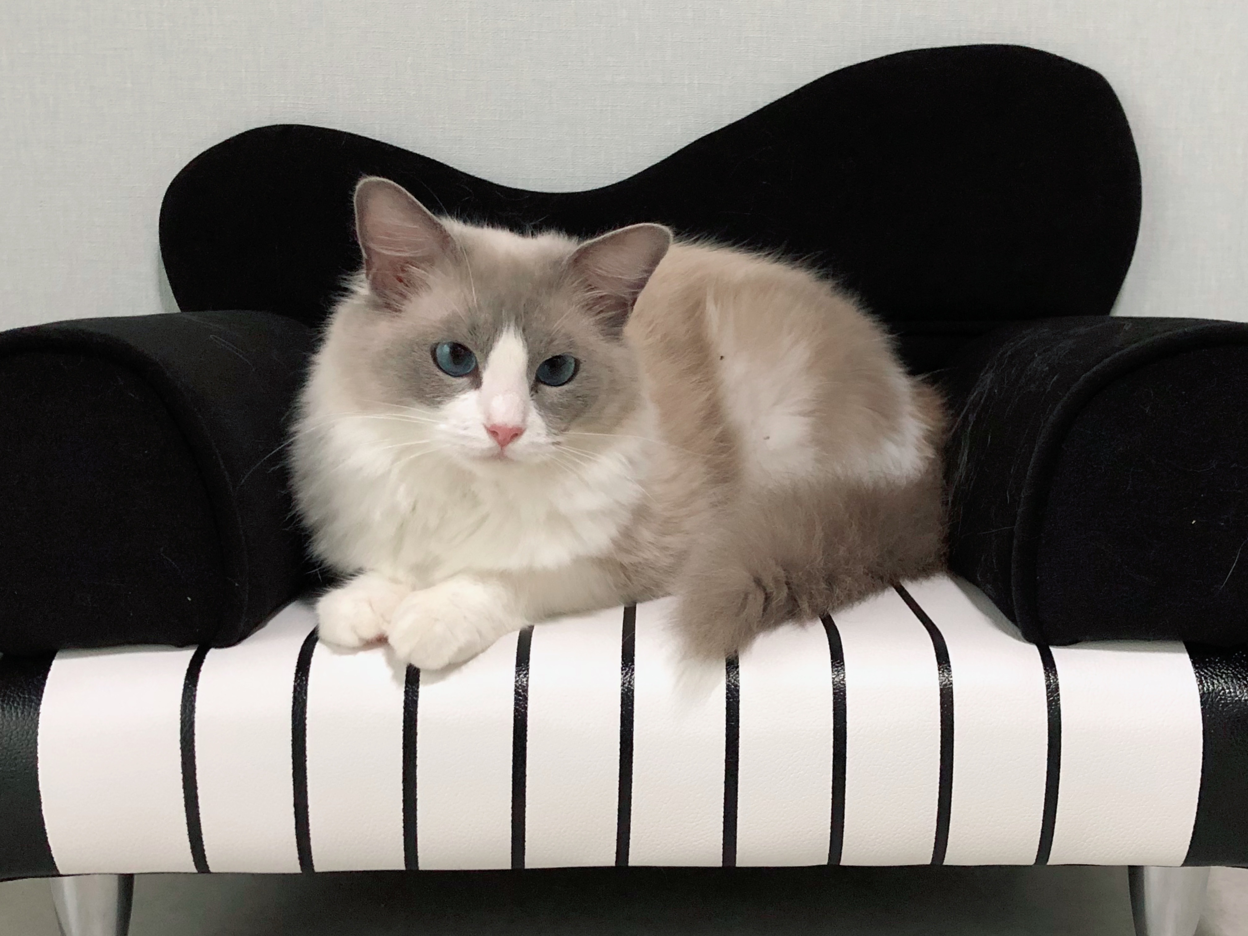猫ブリーダー（ネコピアノ）ママ猫ペネロペ