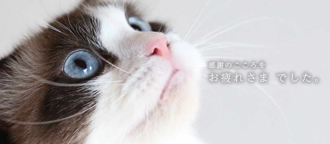 猫ブリーダーネコピアノを卒業したラグドールたち