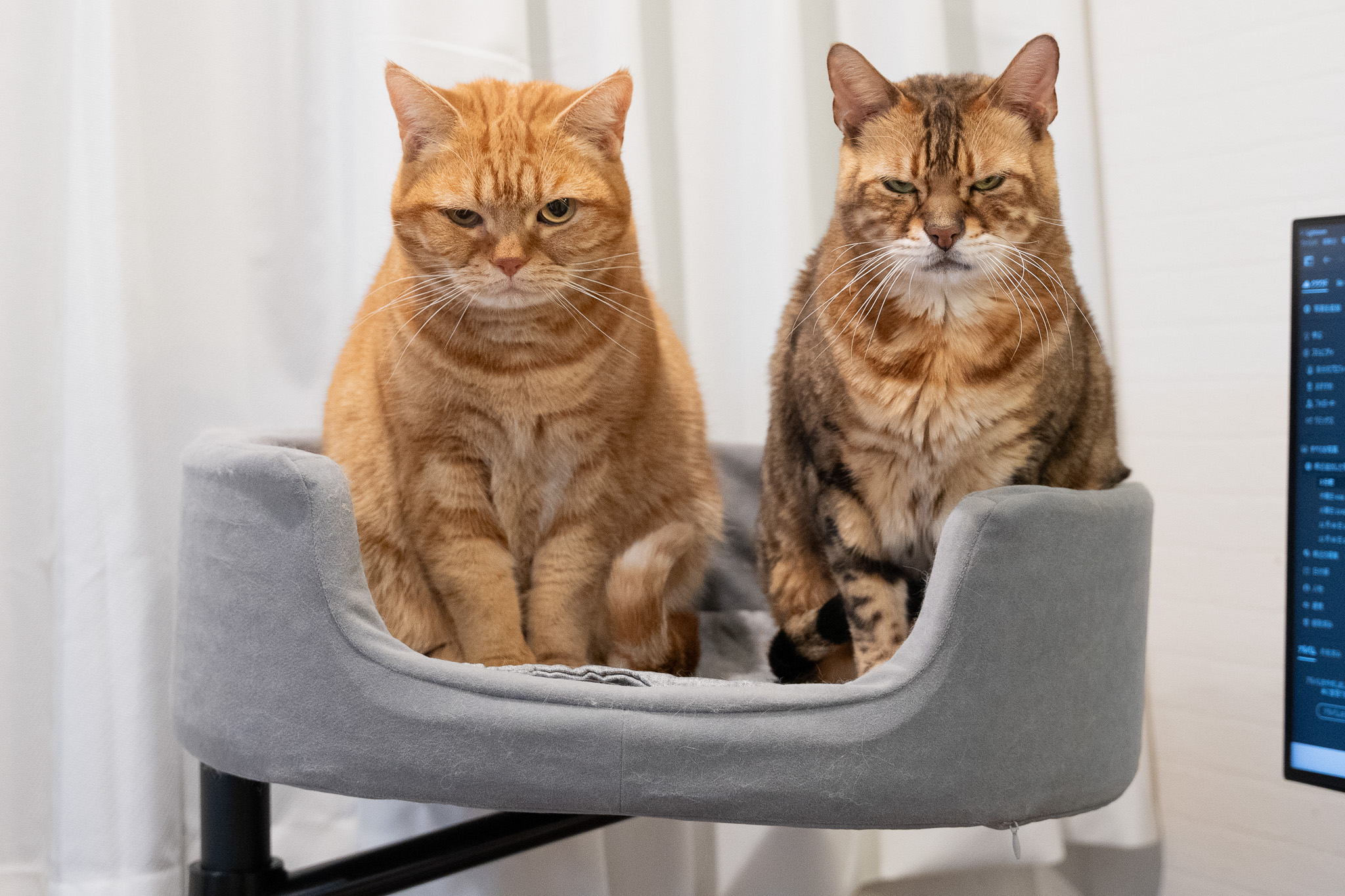 猫撮影スタジオ