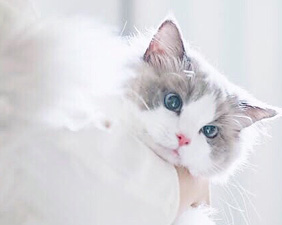 猫ブリーダー　高橋英美　ネコピアノ