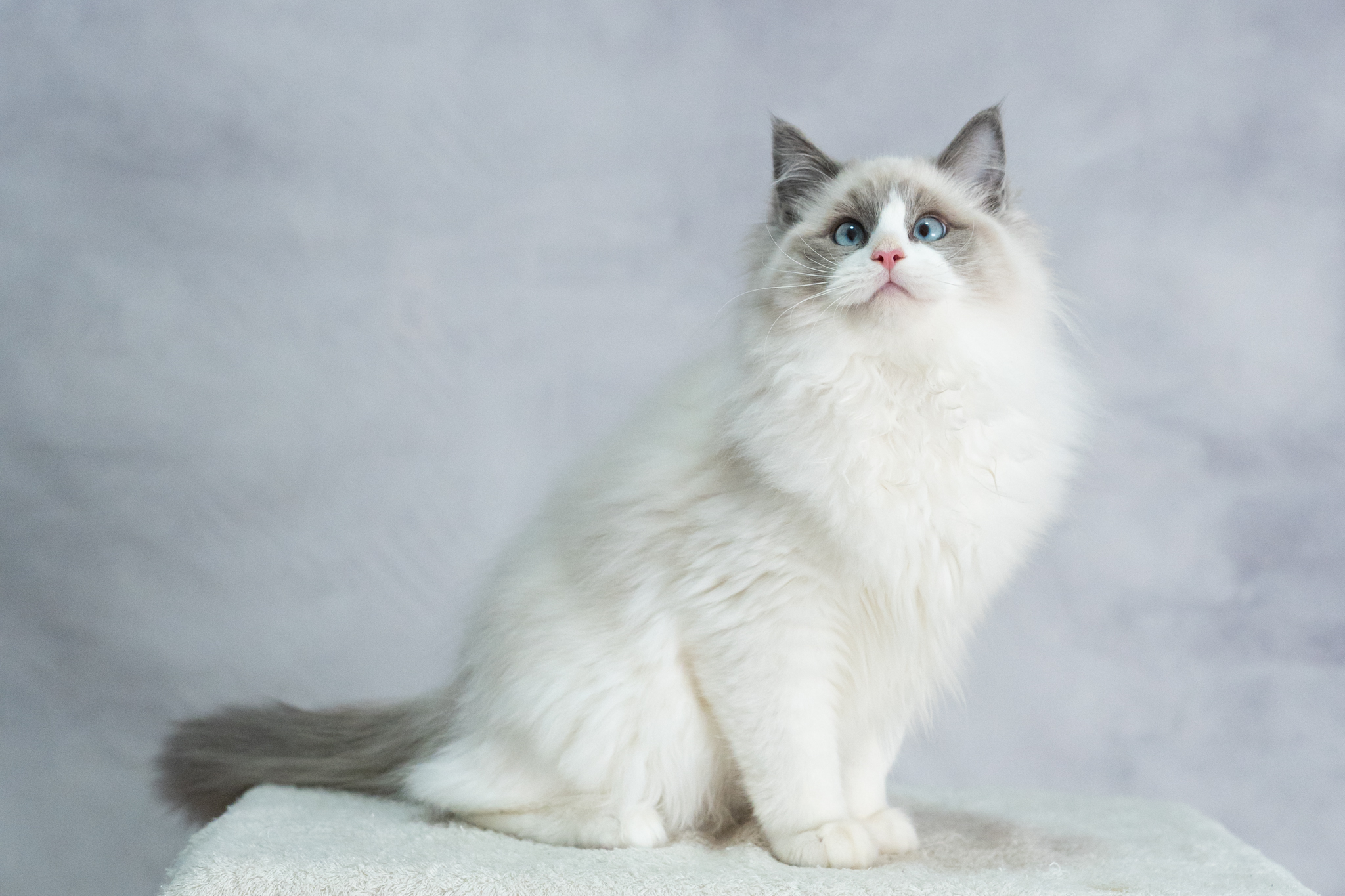 ラグドール子猫販売