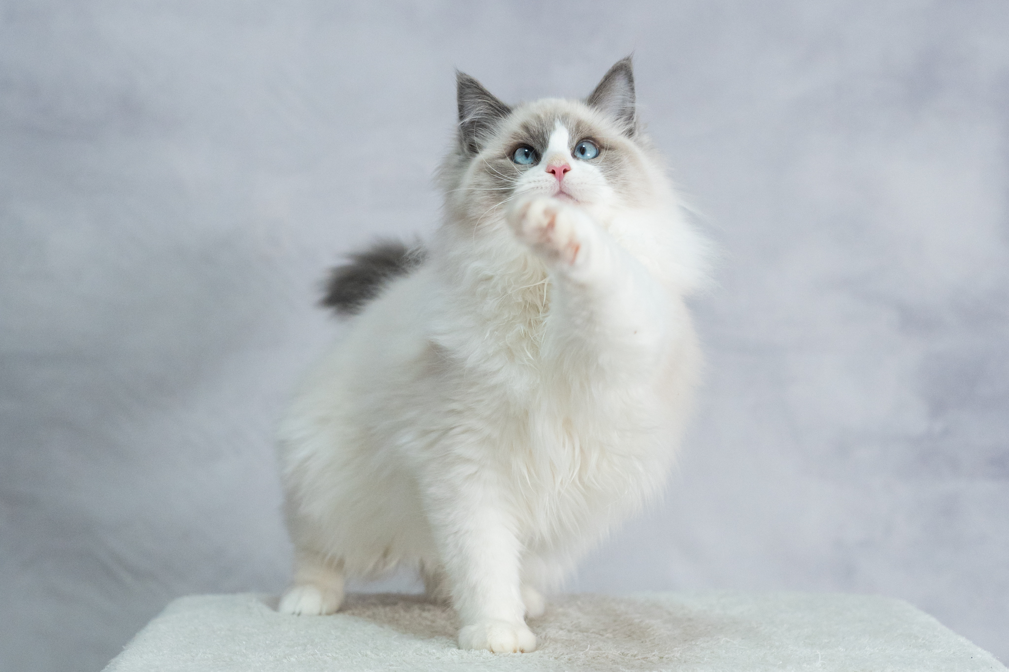 ラグドール子猫販売