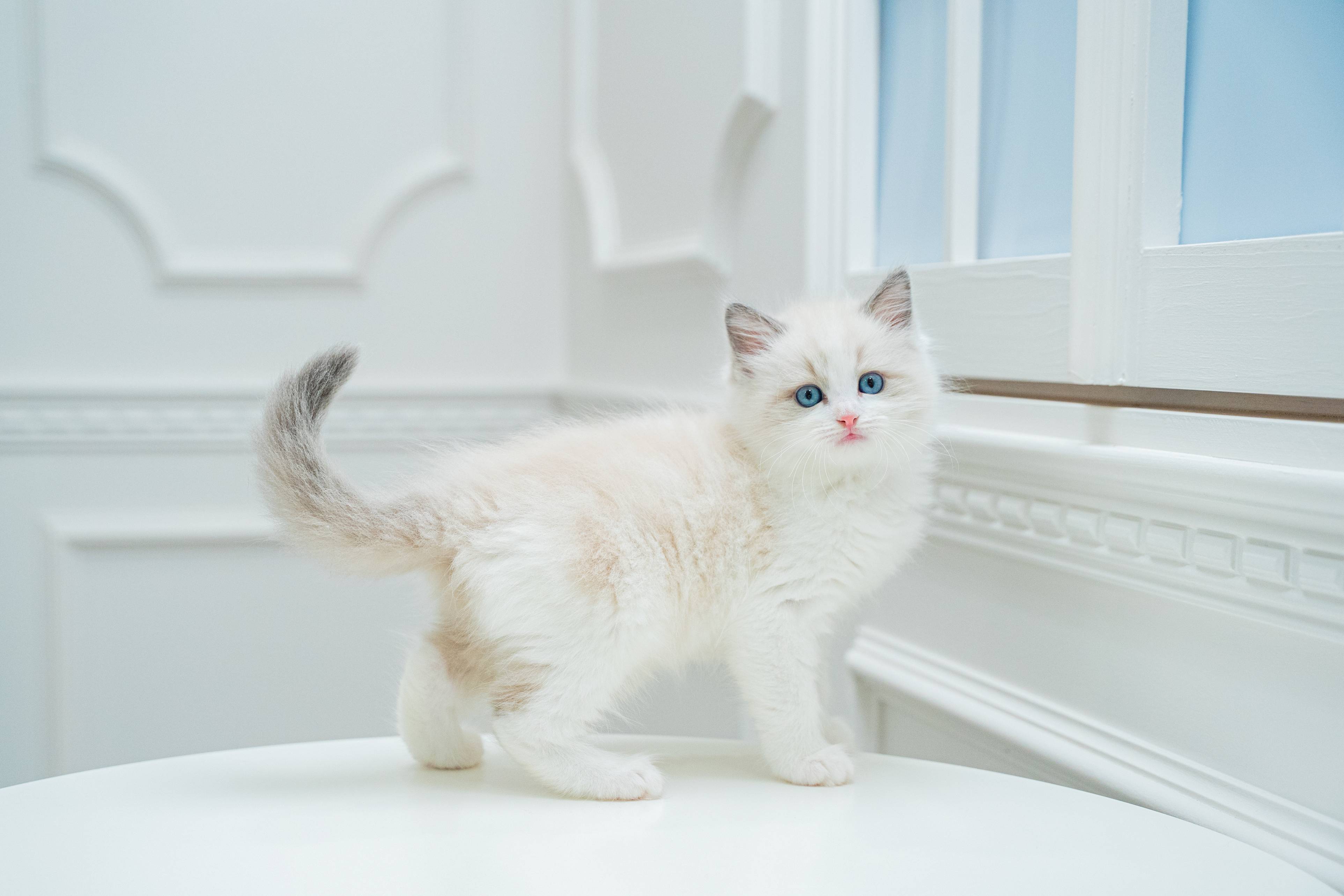 猫ブリーダーネコピアノのラグドール子猫